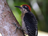 A10A6694Black-cheeked_Woodpecker