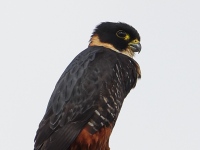 A10A6717Bat_Falcon