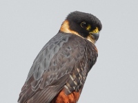 A10A6743Bat_Falcon