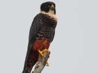 A10A6767Bat_Falcon