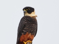 A10A6783Bat_Falcon