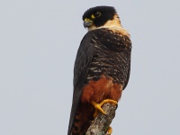 A10A6813Bat_Falcon