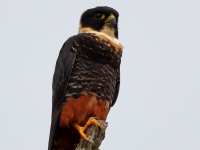 A10A6825Bat_Falcon