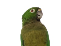 A10A6843Olive-throated_Parakeet