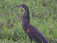 A10A7059Bare-throated_Tiger-heron