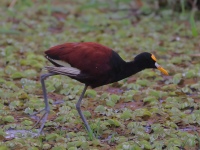A10A7088Northern_Jacana