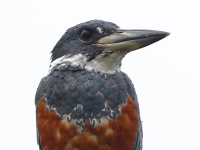 A10A7424Ringed_Kingfisher