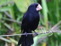 A10A7557Nicaraguan_Seed-Finch