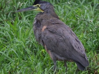 A10A7566Bare-throated_Tiger-Heron