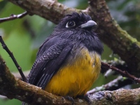 A10A7641Gartered_Trogon