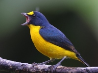 A10A7788Yellow-throated_Euphonia