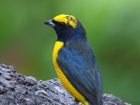 A10A7792Yellow-crowned_Euphonia