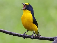 A10A7820Yellow-throated_Euphonia