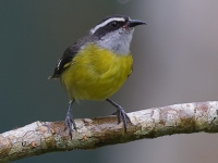A10A7824Bananaquit