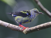 A10A7878Red-legged_Honeycreeper
