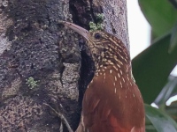 A10A7970Streak-headed_Woodcreeper