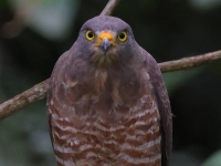 A10A8014Roadside_Hawk