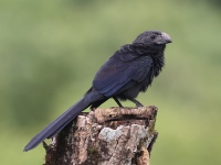 A10A8067Groove-Billed_Ani