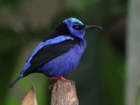 A10A8076Red-legged_Honeycreeper