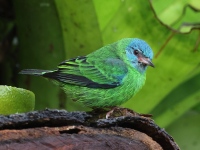A10A8128Female_Blue_Dacnis