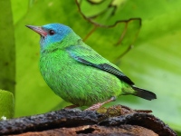 A10A8144Blue_Dacnis