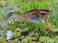 A10A8390Yellow-breasted_Crake