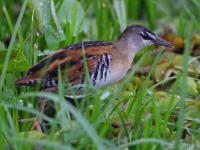 A10A8428Yellow-breasted_Crake