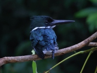 A10A8490Amazon_Kingfisher
