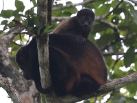 A10A8577Howler_Monkies