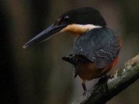 A10A8621Green-and-Rufous_Kingfisher