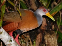 A10A8625Russet-naped_Wood_Rail