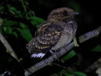 A10A8653Common_Pauraque