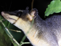 A10A8697Gray-four-eyed-opossum