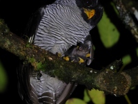A10A8727Black-and-White_Owl