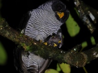 A10A8728Black-and-White_Owl
