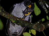 A10A8731Black-and-White_Owl