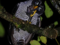 A10A8733Black-and-White_Owl