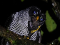 A10A8736Black-and-White_Owl