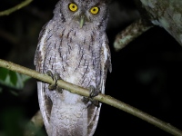 A10A8902Pacific_Screech_Owl