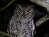 A10A8937Pacific_Screech_Owl