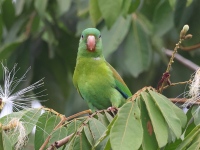 A10A9002Orange-chinned_Parakeet