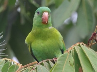 A10A9012Orange-chinned_Parakeet