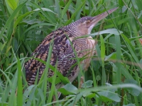 A10A9068Pinnated_Bittern