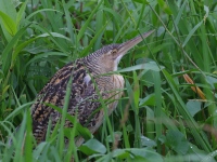 A10A9081Pinneated_Bittern
