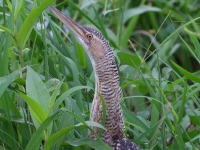 A10A9102Pinneated_Bittern