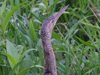 A10A9110Pinneated_Bittern