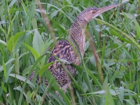 A10A9118Pinneated_Bittern