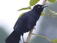 A10A9334Nicaraguan_Grackle