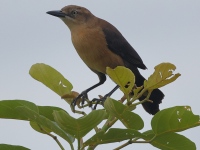 A10A9353Nicaraguan_Grackle_Fermale