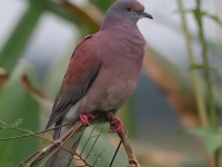 A10A9402Pale-vented_Pigeon